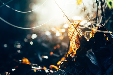 Blatt im Wald in der Morgensonne