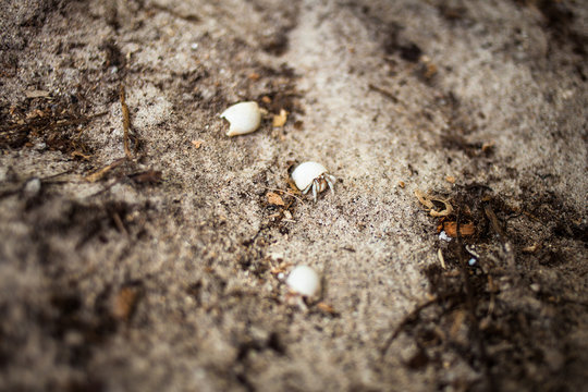 Hermit crab on beach