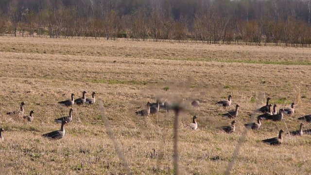 Wild geesetake off slowly. Seasonal Migration of a flock of birds.  