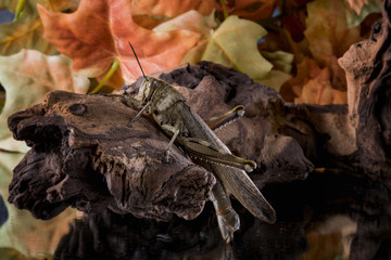 Close-up of a grasshopper, perched on an old wood