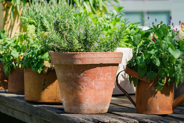 Fototapeta na wymiar various herbs in rusty metal pots and can standing on wooden table outdoors - gardening decoration
