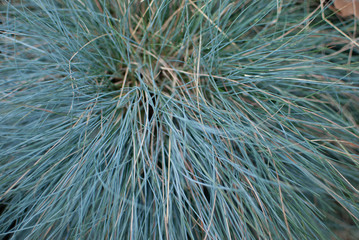 Festuca, a blue plant