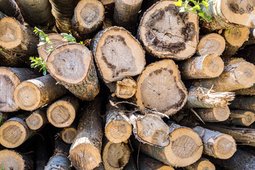 logs for logging