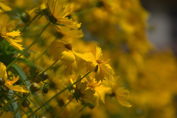 Cosmos sulphureus