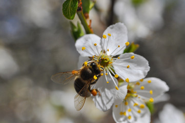 Honey Bee pollinating tree in full bloom. Honey bee collecting nectar on white flower