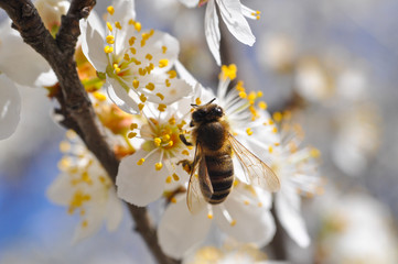 Honey Bee pollinating tree in full bloom. Honey bee collecting nectar on white flower