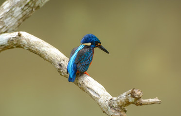 Blue-eared kingfisher