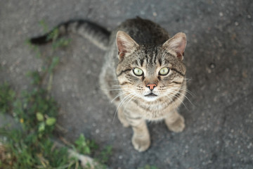 cat sitting on the ground