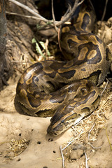 Python de Seba, Python sebae, Parc national des oiseaux du Djoudj, Sénégal