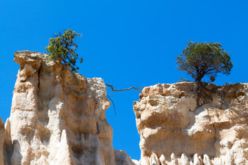 pins et racine traversant le vide 