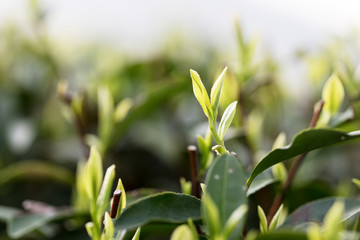 Tea leaves at a plantation in the beams of sunlight.