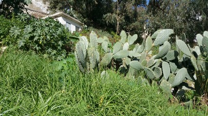 Blick über den Jachthafen von Sidi Bou Said / Tunesien