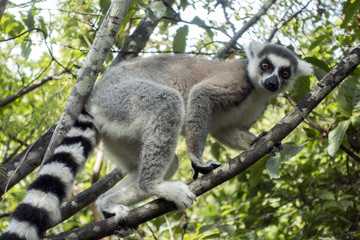 Ring-tailed Lemur, Lemur catta,  - Madagascar
