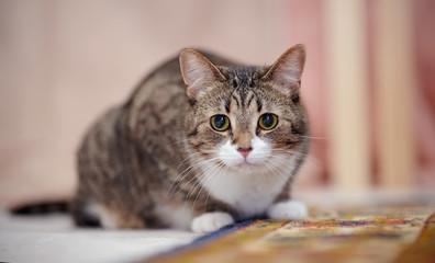 Portrait of the striped cat lying on a carpet.