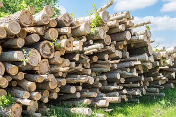 Felling trees in the forest