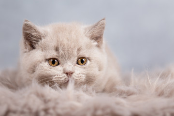 Britisch Kurzhaar Kitten Kater in lilac sehr süß