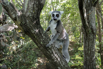 Ring-tailed Lemur, Lemur catta, portrait - Madagascar