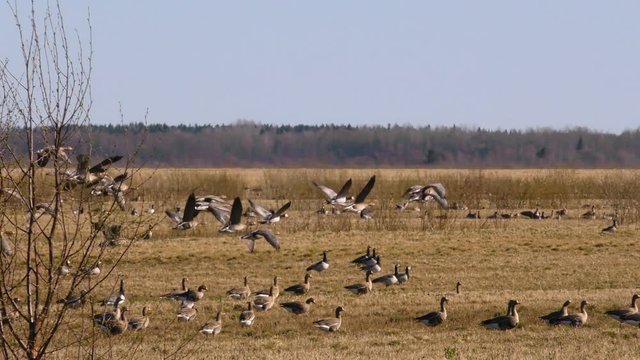 Wild geese take off from the field. Season of migration of wild flocks of birds.