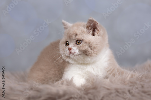 Bkh Britisch Kurzhaar Kitten In Fawn White Selten Stock