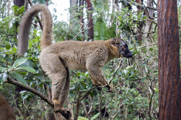 Common Brown Lemur (Eulemur fulvus fulvus). Madagascar.