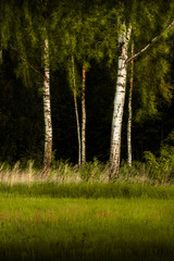 silver birches
