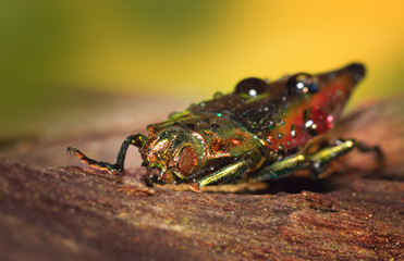 Seltener Käfer - bunt 