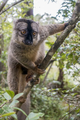 Common Brown Lemur (Eulemur fulvus fulvus). Madagascar.