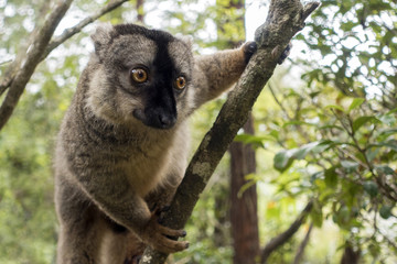 Common Brown Lemur (Eulemur fulvus fulvus). Madagascar. © mirecca