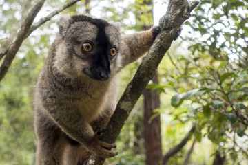 Common Brown Lemur (Eulemur fulvus fulvus). Madagascar.