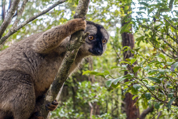 Common Brown Lemur (Eulemur fulvus fulvus). Madagascar.