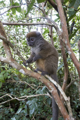 Eastern lesser bamboo lemur (Hapalemur griseus ), Madagascar