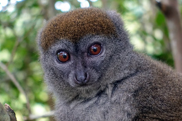 Eastern lesser bamboo lemur (Hapalemur griseus ), Portrait.Madagascar