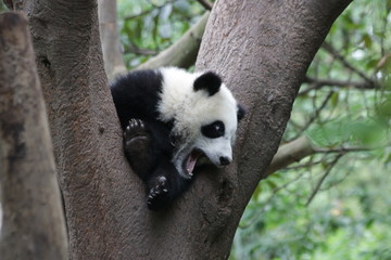 Little Panda on the Tree, China