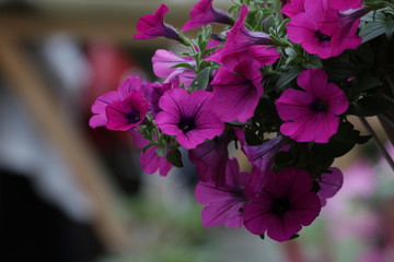 Obraz premium Blooming Pink Petunia Flowers