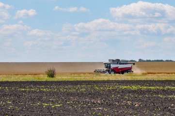 Combine harvester working on the field