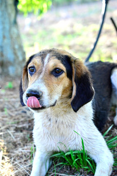 Stray Dog With Tongue Out Laying On Grass 