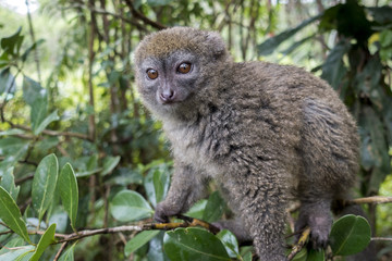 Eastern lesser bamboo lemur (Hapalemur griseus ), Madagascar © mirecca