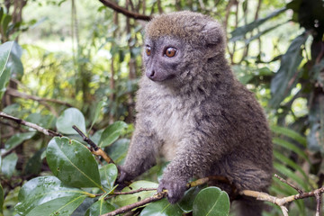 Eastern lesser bamboo lemur (Hapalemur griseus ), Madagascar