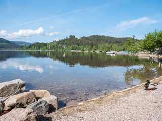 Am Ufer des Titisees