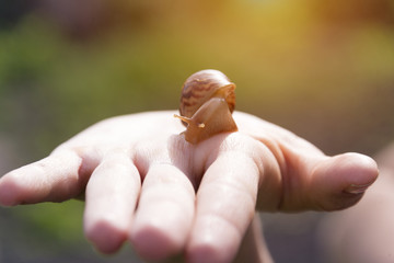 hand snails of ahatina sit on their hands
