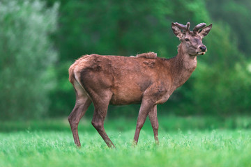 Naklejka na ściany i meble Young red deer buck in countryside during spring.