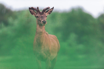 Young red deer stag with new growing antlers during spring.