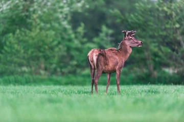 Young red deer buck in countryside during spring.