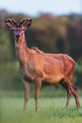 Young red deer buck with growing antlers in meadow during spring.