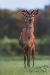 Young red deer buck with growing antlers in meadow during spring.