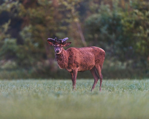 Mature red deer stag with growing antler in meadow during spring.