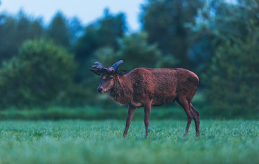 Old red deer stag standing in spring landscape.