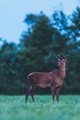 Young red deer buck in spring landscape at dusk.