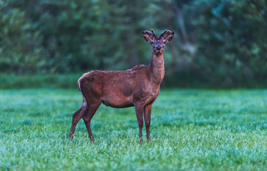 Young red deer buck in spring landscape at dusk.