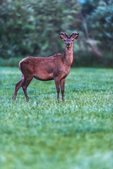 Young red deer buck in spring landscape at dusk.